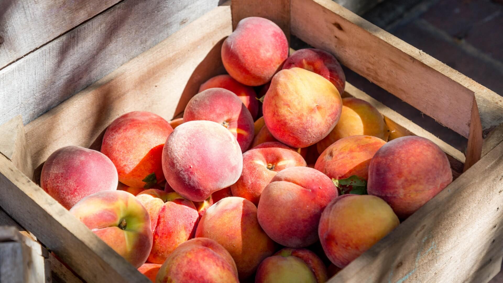 Peches Brugnons Ou Nectarines C Es Des 4 6 Mois Programme Malin Peches Brugnons Ou Nectarines C Es Des 4 6 Mois Programme Malin