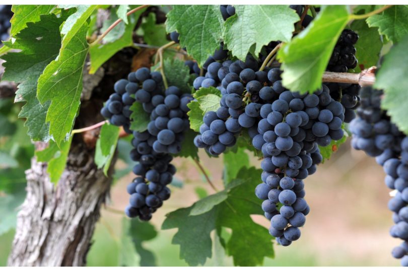 Le raisin, c’est possible dès 4/6 mois