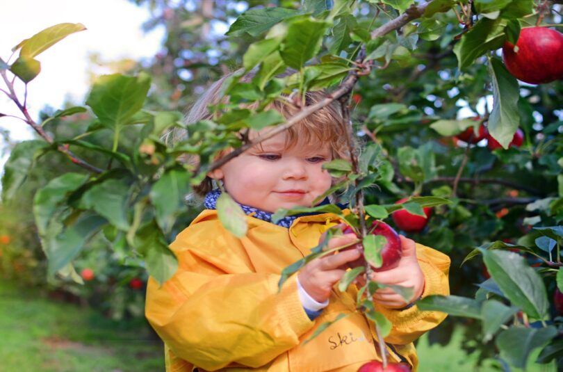 La cueillette : une activité économique, nutritive, écologique et éducative !